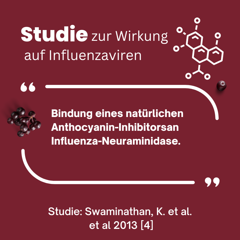 Studie Anthocyanin-Inhibitator Holunderextrakt