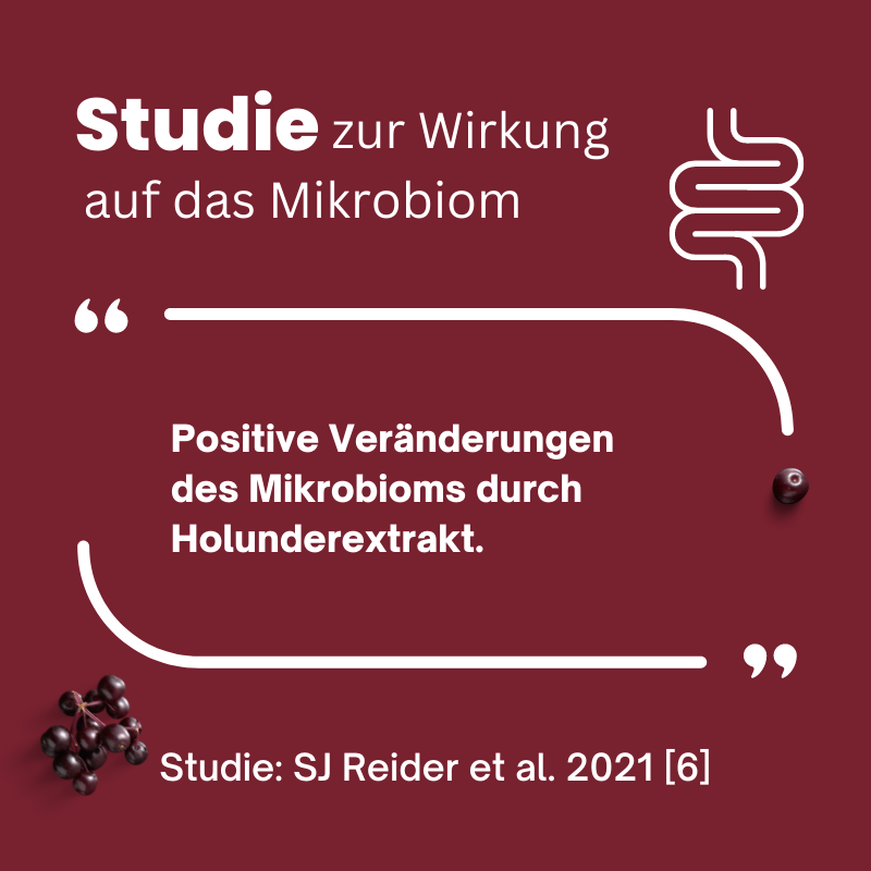 Studie zur positiven Auswirkung von Holunderkraft auf das Mikrobiom