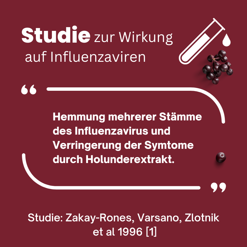 Studie zur Wirkung von Holunderextrakt bei Influenza Grippe