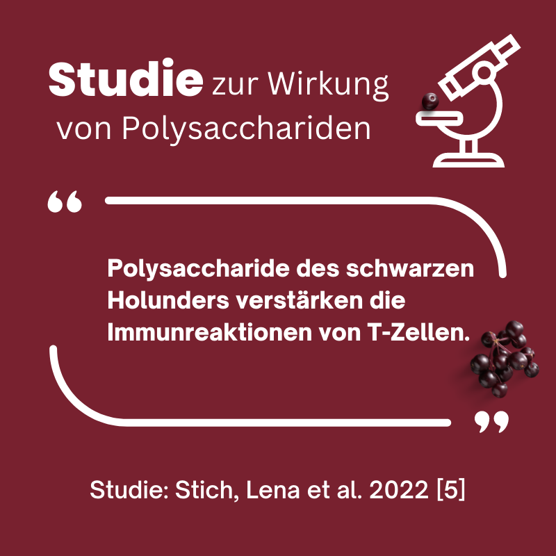 Studie Wirkung im Holunderextrakt enthaltene Polysaccaride