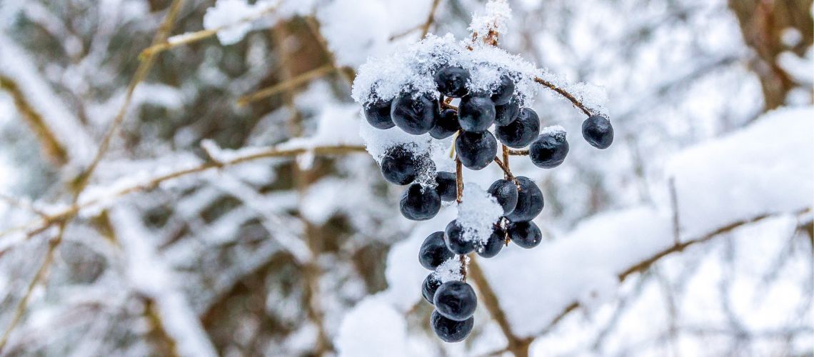 Holunderbeeren im Winter - Holunder - Kraft aus der Natur im Winter nutzen