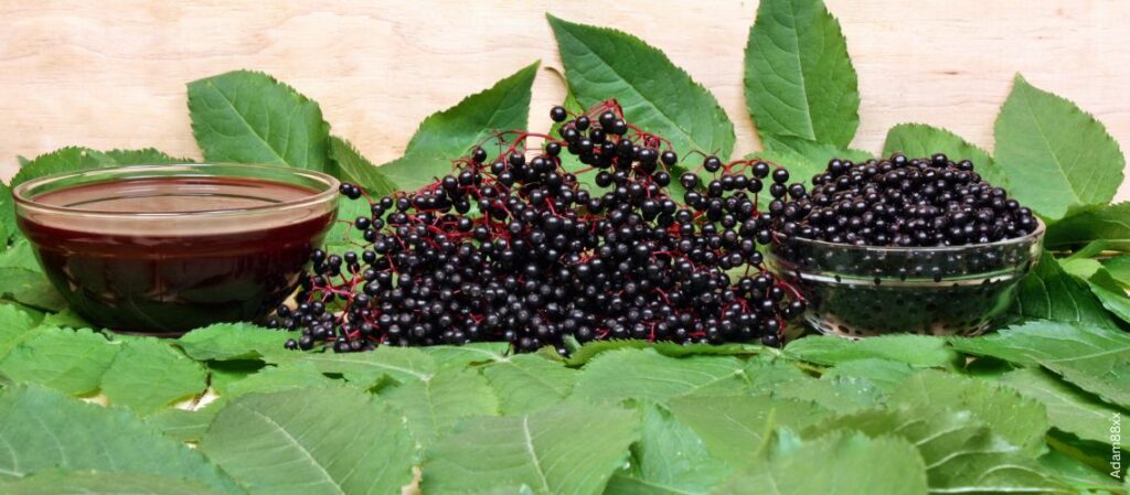 Holunderbeeren und Holundersaft auf Blättern zum Thema Holunder: Extrakt oder Saft