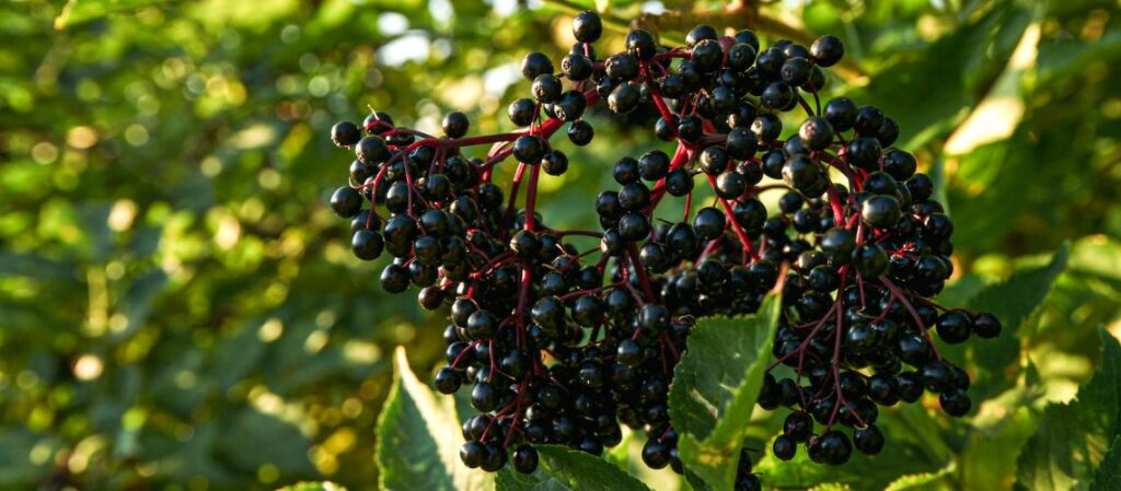 Holunderbeeren - Wie Holunder Extrakte auf Magen und Darm wirken