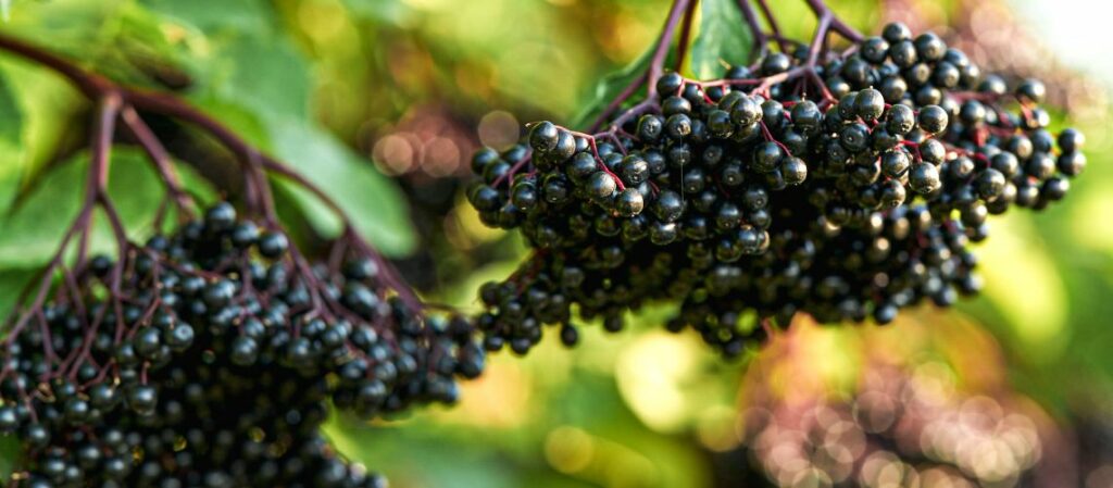 Reife Holunderbeeren in Dolden am Busch zum Thema Holunder Beeren - Kraftpakete für die Immunabwehr