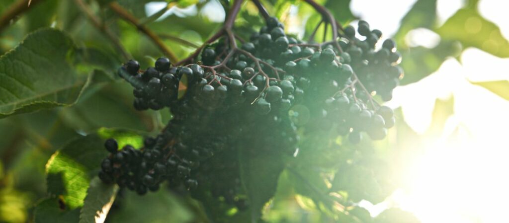 Reife Holunderbeeren am Strauch im Gegenlicht zum Thema Holunder Pflanze - beruhigende Wirkung bei innerer Unruhe