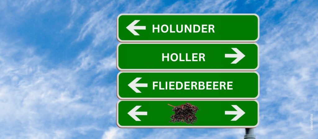 Grünes Straßenschild mit Richtungspfeilen und der Beschriftung Holunder, Holler, Fliederbeere vor blauem Himmel zum Thema Warum der Holunder auch Holler heisst