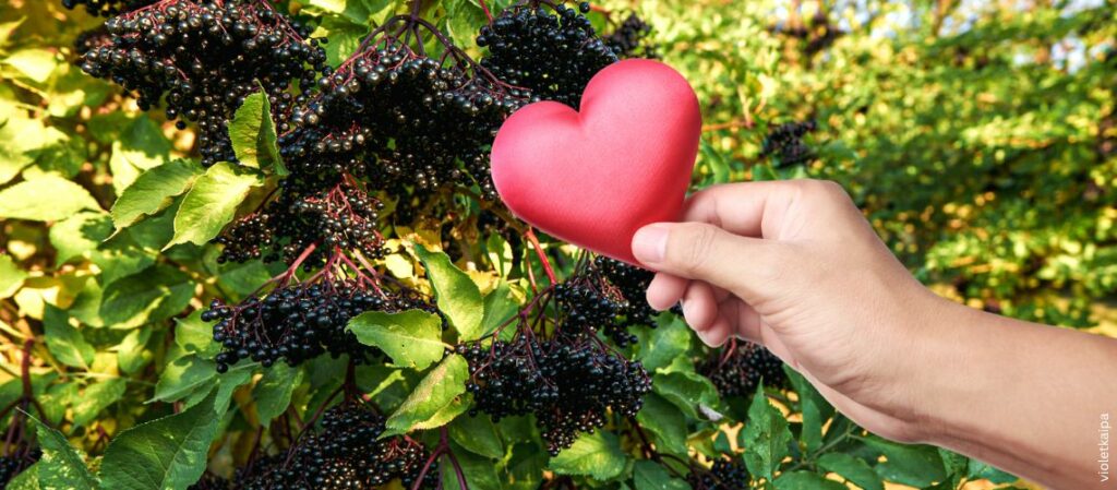 Hand mit rotem Herz vor Holunderstrauch zum Thema Wie Holunder das Herz stärken kann