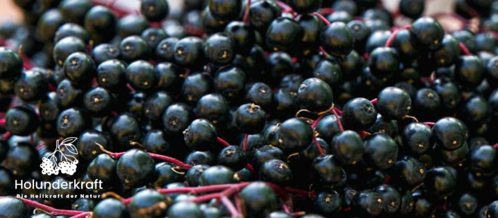 Holunderbeeren zum Thema Beeinflusst Lagerung die Wirkstoffe im Holunder