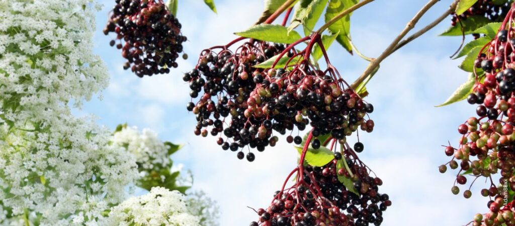 Holunderbeeren und Holunderblüten am Strauch vor blauem Himmel zum Thema Für was ist eigentlich Holunder gut?