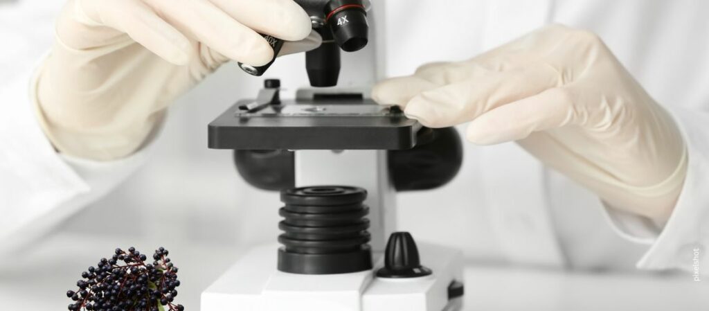 Arbeiten am Mikroskop mit Holunderbeeren zum Thema Neues aus der Naturheilkunde zum altbewährten Holunder