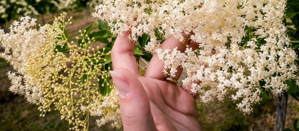Eine Hand greift in Holunderblüten zum Thema intensiver Duft, zarte Blüten - Holunder weckt Erinnerungen