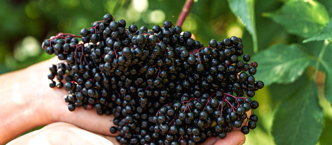 Große Dolde reife Holunderbeeren in den Händen zum Thema Holunder und seine Wirkung auf den Körper