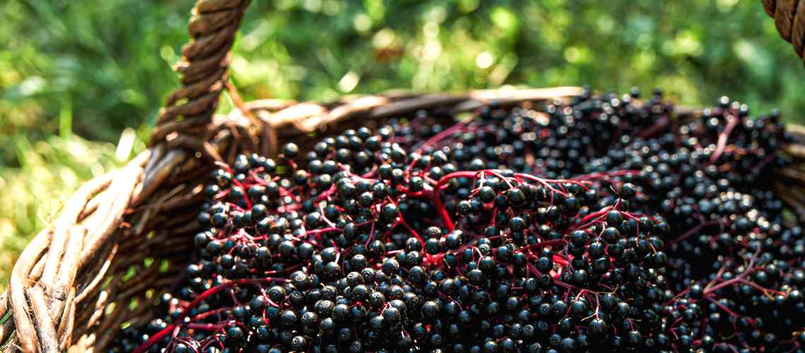 Korb mit reifen Holunderbeeren zum Thema Wann ist die ideale Erntezeit für Holunder