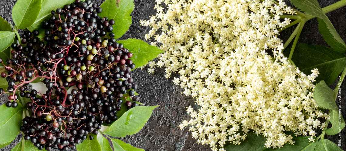 Holunderblüten und Holunderbeeren mit Blättern zum Thema Die besten Holunder Rezepte auf einen Blick