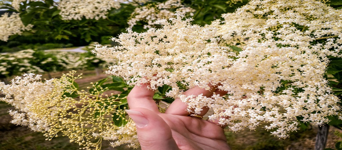Auf dem Bild sieht man eine Hand, wie sie einige Holunderblüten anhebt.
