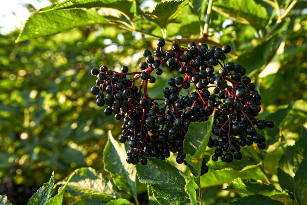 Auf dem Bild ist eine Dolde frischer Holunderbeeren zu sehen.