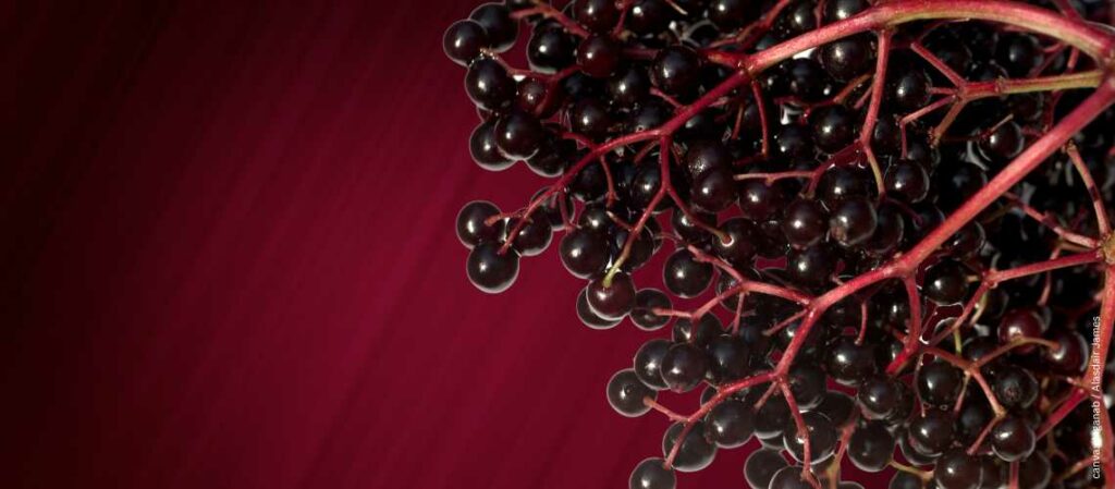 Holunderbeeren vor dunkelrotem Hintergrund zum Thema Lebensmittel mit Antioxidantien - Holunderbeeren