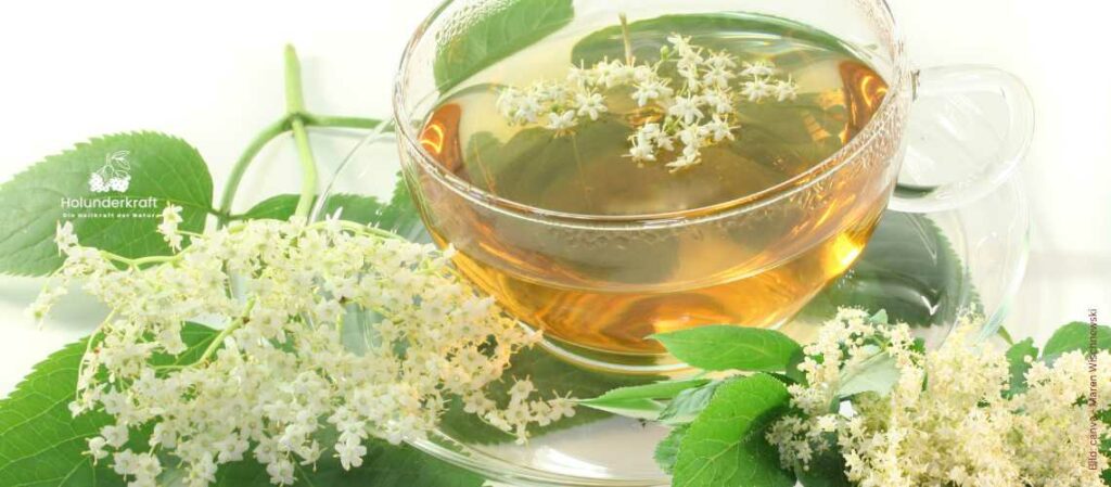 Holunderblütentee und Holunderblüten zum Thema Natürlich schleimlösend: Tee aus Holunder