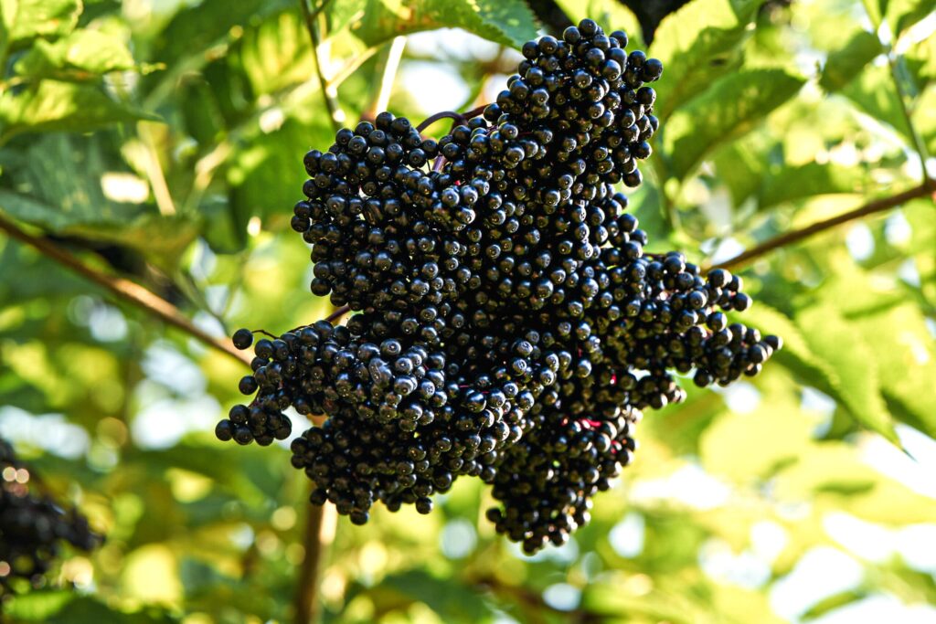 Auf dem Bild ist eine volle Dolde Holunderbeeren zu sehen.