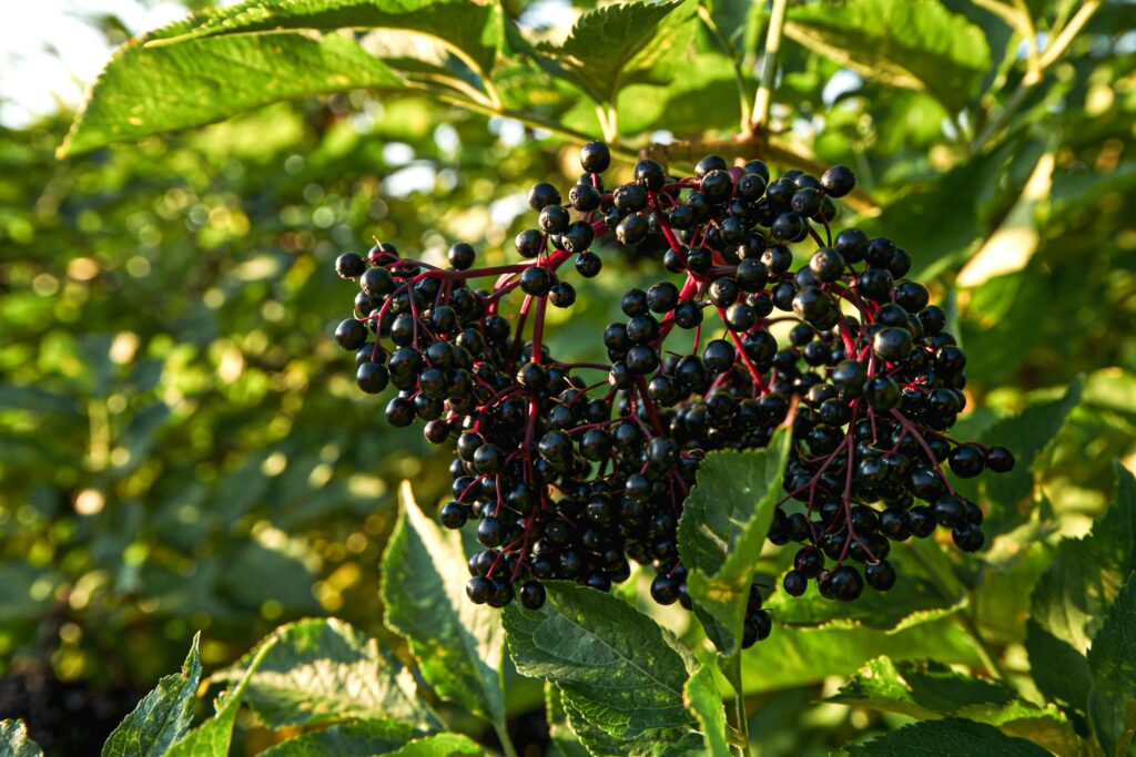 Auf dem Bild sind die Beeren eines Holunderstrauches zu erkennen.