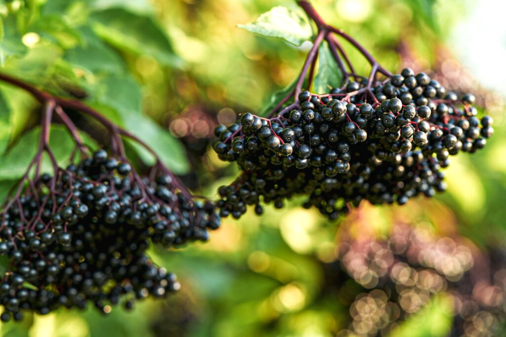 Auf dem Bild sind zwei Dolden mit Holunderbeeren zu sehen.