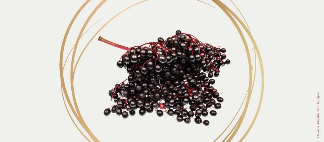 Holunderbeeren in einem goldenen Kreis zum Thema Polysaccharide und ihre Wirkung im Holunder