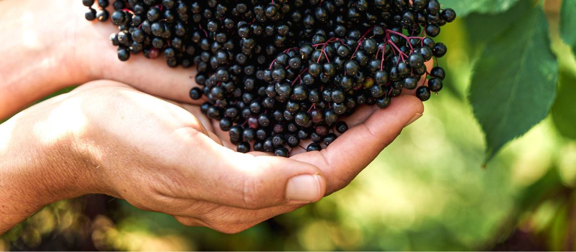 Große Dolde mit reifen Holunderbeeren in den Händen zum Thema Holunder und seine Wirkung an der Haut