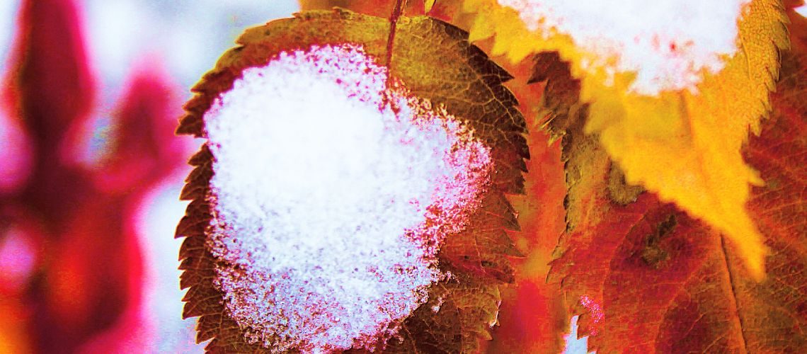 Herbstblätter mit Reif - Tipps für mehr Gesundheit mit Holunder in Herbst und Winter