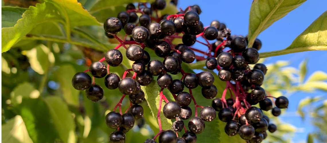 vitamine-und-mehr-was-den-holunder-so-wirksam-macht-1140-500